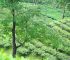 TEA GARDEN - JAR TEA 2025