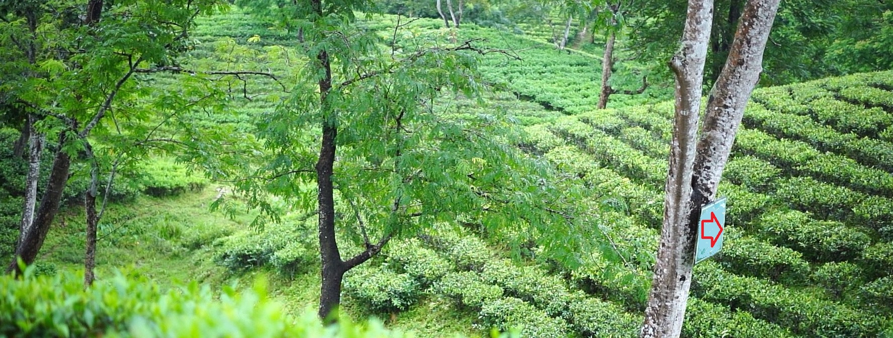 TEA GARDEN - JAR TEA 2025